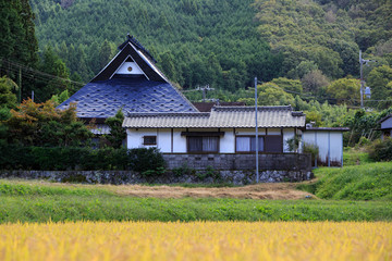 Fototapeta na wymiar Traditional Japanese farmhouse with black pitched roof next to golden yellow rice crop