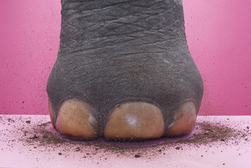 Elephant's foot