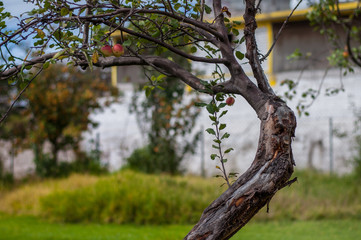 arbol de manzanas en el campo