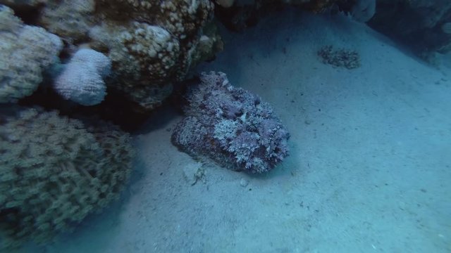 Pink stonefish lying on the sand next to a coral reef. Reef Stonefish - Synanceia verrucosa, Red Sea, Marsa Alam, Egypt   