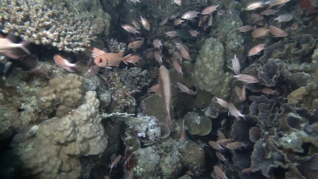 School of squirrelfish hiding at the coral reef. Crown Squirrelfish or Crowned Squirrelfish - Sargocentron diadema, Red Sea, Marsa Alam, Egypt    