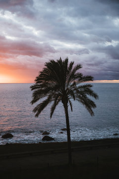 Silhouette of a palm tree at the beach during sunset
