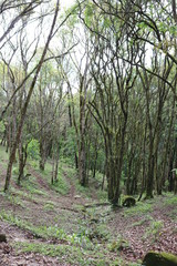 Tree forest nature green 