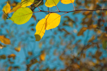 autumn. background of yellow and red oak leaves, Rowan and birch against the blue sky