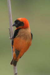 Southern Red Bishop