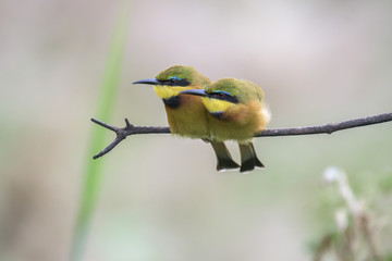 Little Bee-eaters Sync