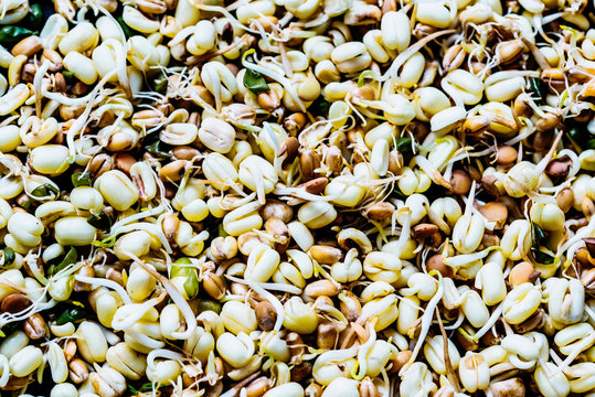 Micro green sprouts