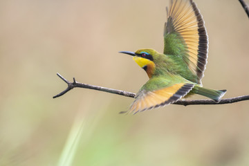Little Bee-eater Wings