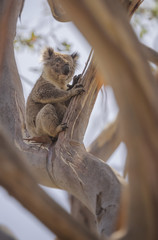 Fototapeta na wymiar Wild koala (Phascolarctos cinereus) on branch in Australia