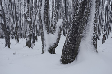 Snow covered trees