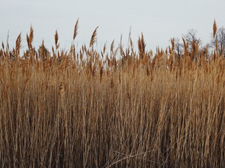 Landscape views of a natural winter forest and beach coastline in Maryland