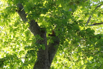Fototapeta premium Squirrel on a tree - Walking Tours in Canada