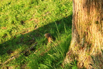 Squirrel on the floor 6