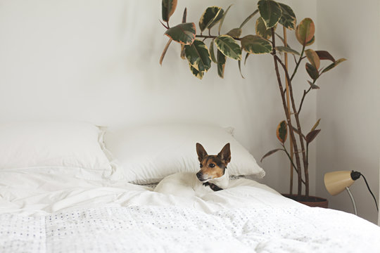 cute fox terrier dog inside on bed
