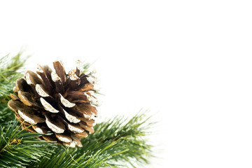 Pine cone on the branch of fir tree
