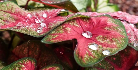 Red and Green Hosta with Beaded Raindrops