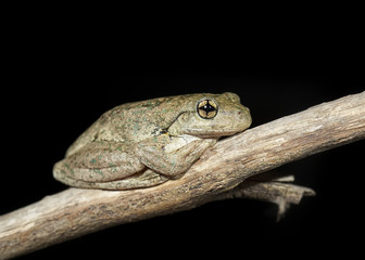 Wild Peron's tree frog (Litoria peronii) frog on branch at night in Australia