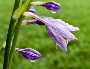 Purple Hosta Hanging Flower with Raindrops