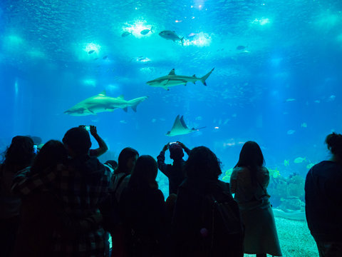Great white sharks in aquarium with silhouette of crowd taking photos