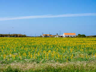 Fototapeta na wymiar Field of mustard and farmhouse near Zambujeira do Mar, Odemira, Alentejo, Vicentine coast of Portugal