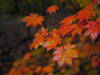 Naklejka na ściany i meble Maple leaves in autumn.