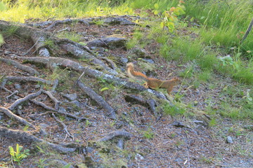 Squirrel - Walking Tours in Canada