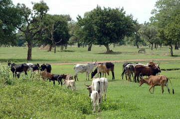 troupeau de zébus dans la prairie, Burkina Faso, Afrique