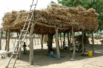 Case à palabres (toguna), réserve de paille sur le toit, échelle en bois posée sur le côté, Burkina Faso, Afrique