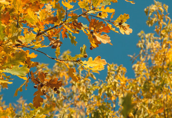 Obraz na płótnie Canvas autumn. background of yellow and red oak leaves, Rowan and birch against the blue sky