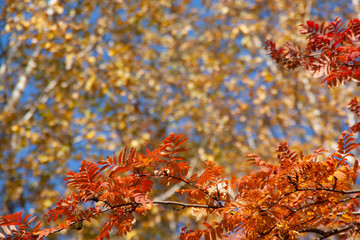 autumn. background of yellow and red oak leaves, Rowan and birch