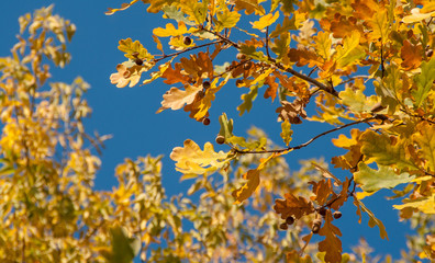 Fototapeta premium autumn. background of yellow and red oak leaves, Rowan and birch against the blue sky