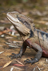 Wild eastern water dragon (Intellagama lesueurii) in Australia