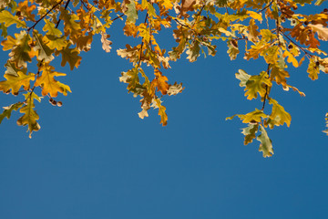 Fototapeta na wymiar autumn. background of yellow and red oak leaves, Rowan and birch against the blue sky