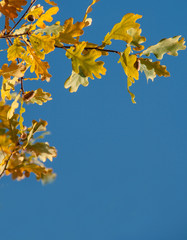 Obraz premium autumn. background of yellow and red oak leaves, Rowan and birch against the blue sky