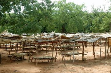 Fototapeta na wymiar Marché sous les arbres, dans la brousse, Burkina Faso, Afrique