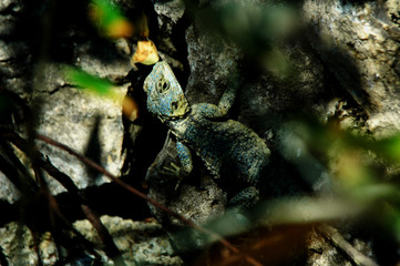 Salamandra On Rock