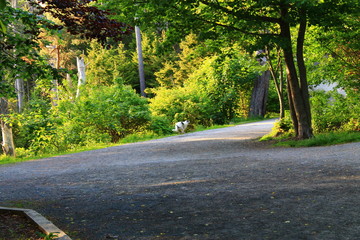 Road and trees-Walking Tours in Canada