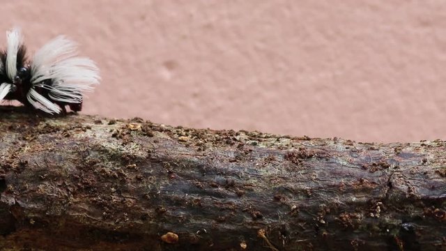 Lagarta peluda
