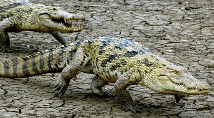Crocodiles d'Afrique, Burkina Faso