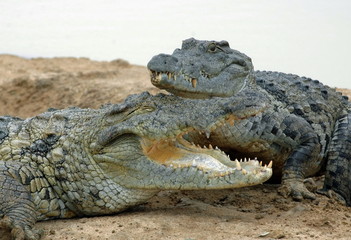 Deux crocodiles d'Afrique l'un d'eux à sa gueule ouverte, Burkina Faso