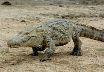 Crocodile d'Afrique en déplacement, Burkina Faso