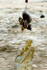 Crocodile d'Afrique et son repas, Burkina Faso