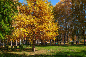 Fototapeta premium autumn. background of yellow and red oak leaves, Rowan and birch