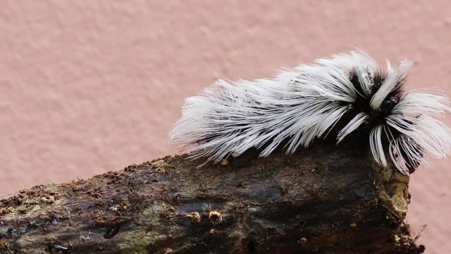 Lagarta peluda