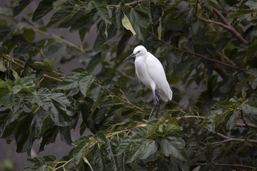 桑の木にとまるコサギ