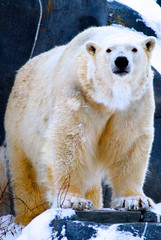 Polar bear standing on a rock looking at you