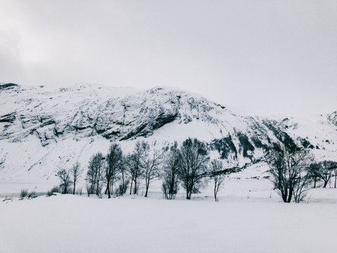 Trees and Mountains in White Scandinavian Winter Landscape
