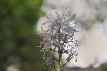 Gorgeous Camassia quamash native plant flower blooming in the Spring at sunset