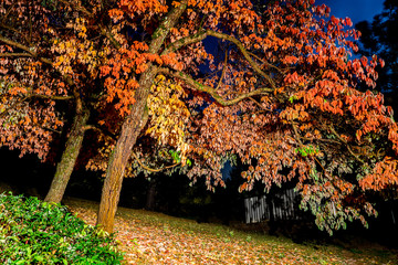 tree in autumn at night