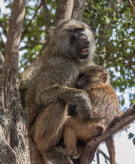 Baboon mother and baby in a tree